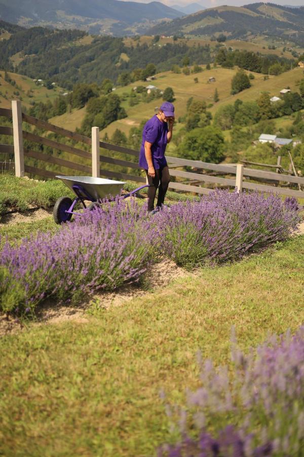 Lavender Valley Perekrestnoye Kültér fotó