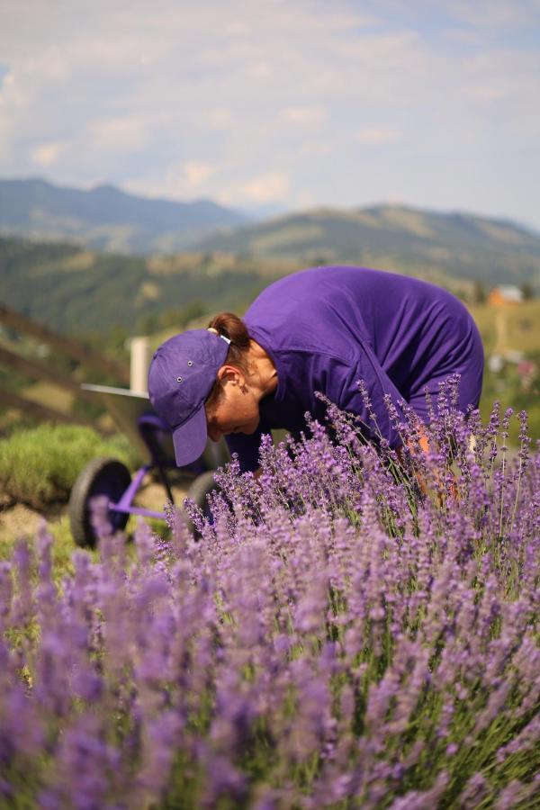 Lavender Valley Perekrestnoye Kültér fotó